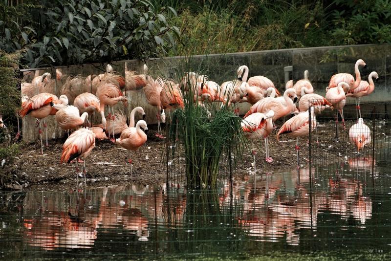 bdFoto 37.JPG - Artis en de hortus botanicus